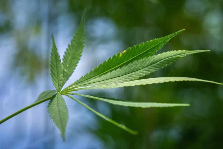 What hemp is, what CBD is not, and what the plant actually does