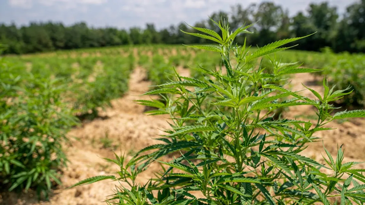 GLA in Hemp Oil and Why It Matters for Hormonal Balance