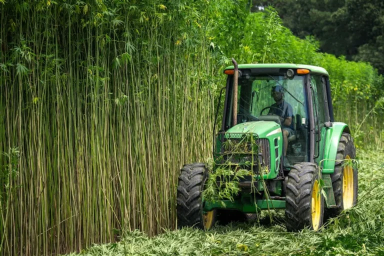 Beginner’s Guide to Hemp Extract Labels and Strengths