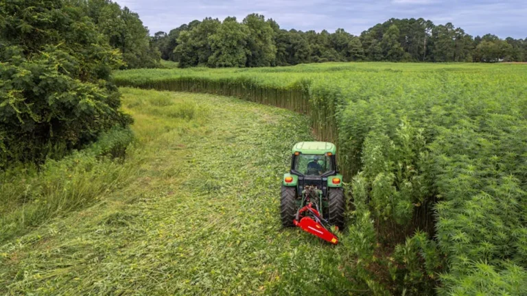 How to Compare Hemp Oil Brands Without Medical Claims