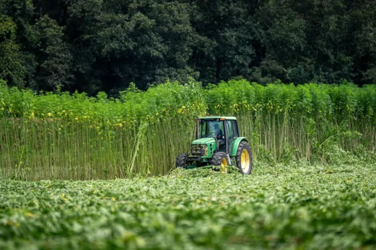 How to Read a Hemp Oil Lab Report Before Buying