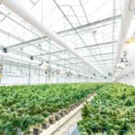 What Is the Endocannabinoid System? Beginner Guide