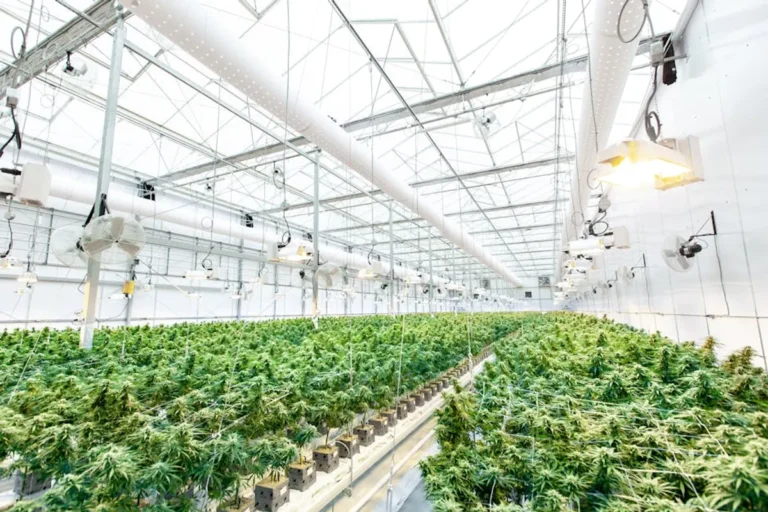 What Is the Endocannabinoid System? Beginner Guide